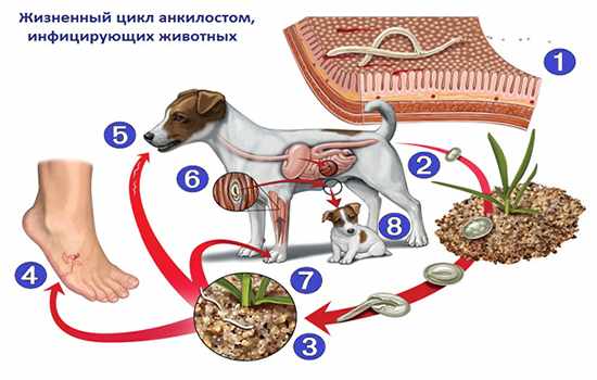 Жизненный цикл паразитов