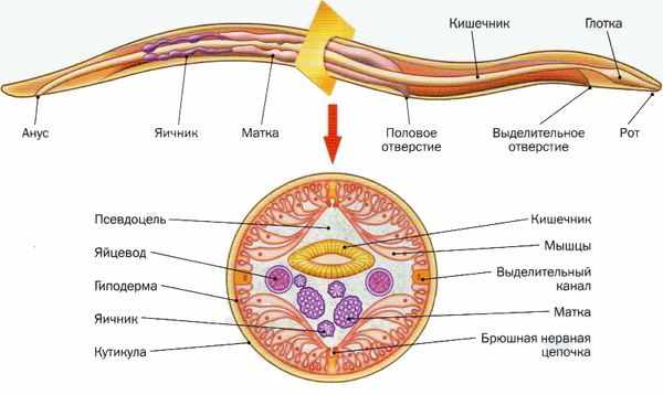Внутреннее строение остриц