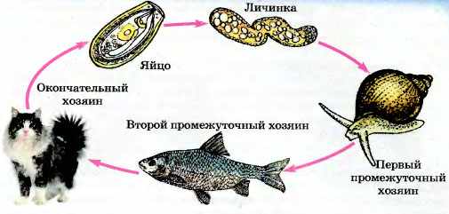 Цикл развития паразита