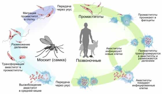 Жизненный цикл