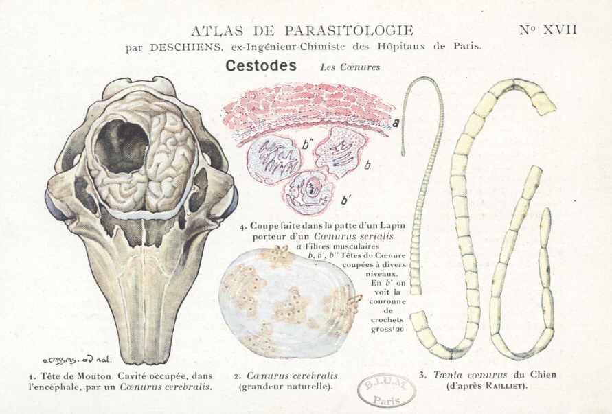 Патогенез