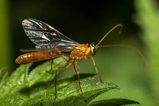 Ophion luteus