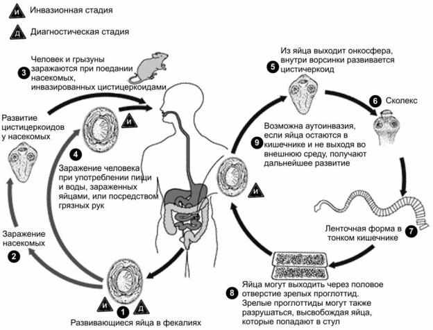 Жизненный цикл карликового цепня