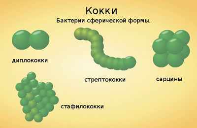 Кокки