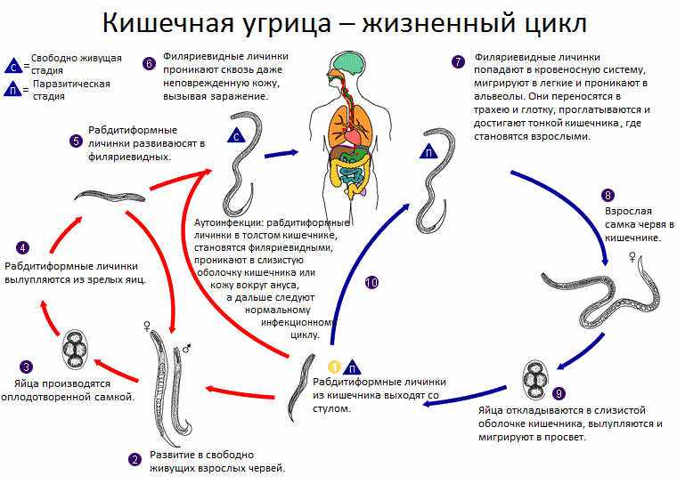 Жизненный цикл развития