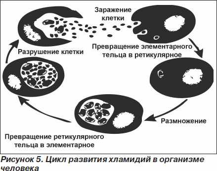 Жизненный цикл