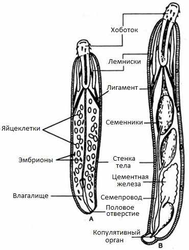 Строение