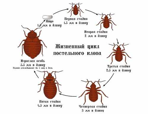 Жизненный цикл клопа