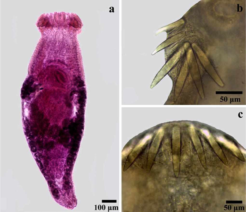 Echinostomatidae