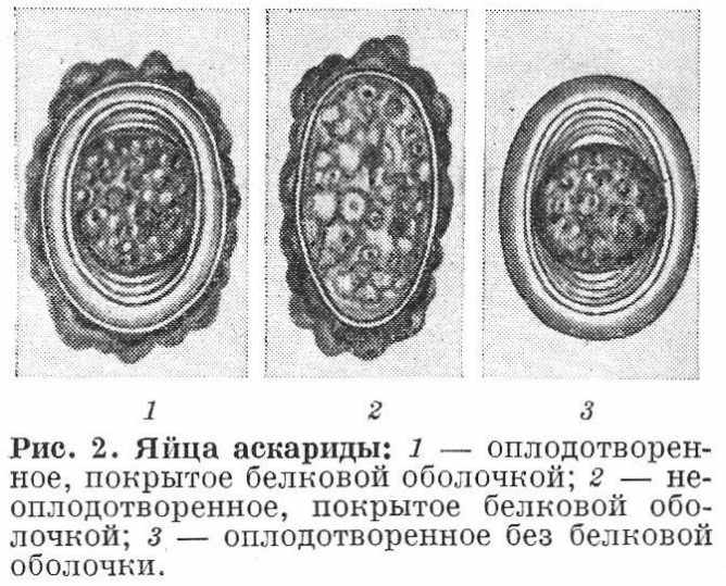 яйца аскариды