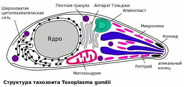 Строение