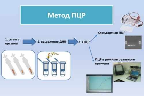 ПЦР метод диагностики токсоплазмоза