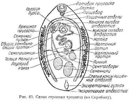 Строение