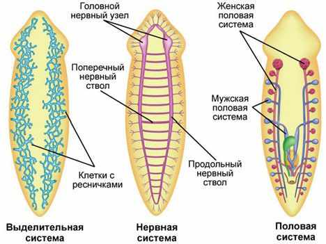 Внешнее и внутреннее строение