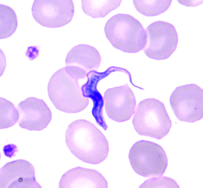 Trypanosoma Brucei Gambiense