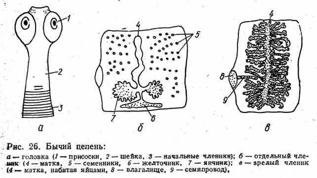 Строение свиного цепня