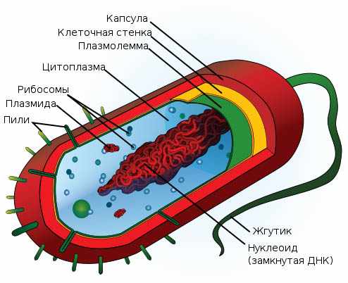 Строение