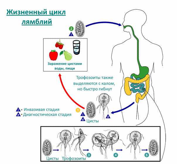 Жизненный цикл кишечной лямблии