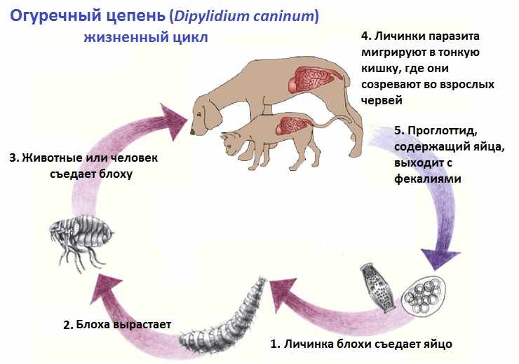 Жизненный цикл