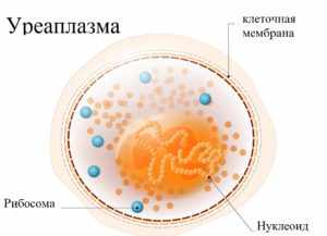 Сумамед при уреаплазме: насколько эффективен препарат