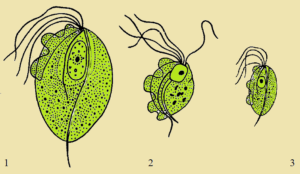 Что такое кишечная трихомонада 