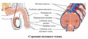 Что такое кавернит, причины его возникновения, симптомы и методы диагностики. Чем он опасен для мужчин и какие осложнения могут быть при несвоевременном лечении. Методы лечения: антибиотиками и физиопроцедурами. А также, эффективны ли народные средства в лечении кавернита.