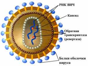 Ингибитора капсида