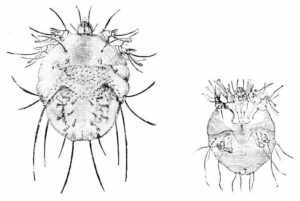 чесоточный клещ