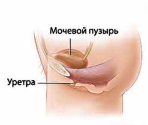 Выделения из мочеиспускательного канала (уретры) у женщин и мужчин