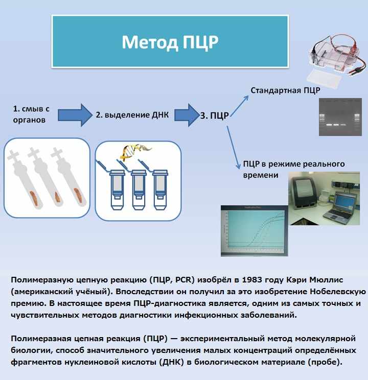 Метод полимеразной цепной реакции