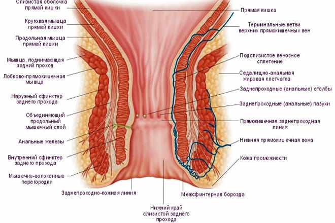Анатомия анального канала