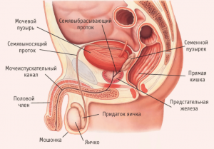 Мужская половая система 