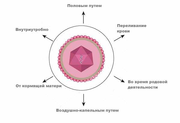 Варианты передачи ЦМВ