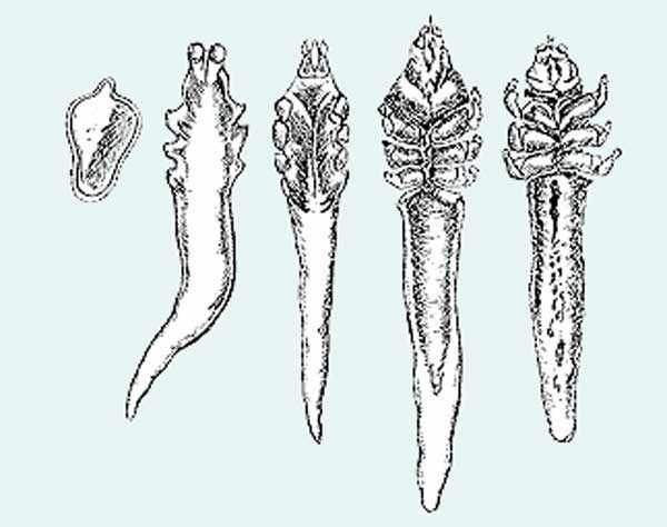 Ступени развития клеща демодекс