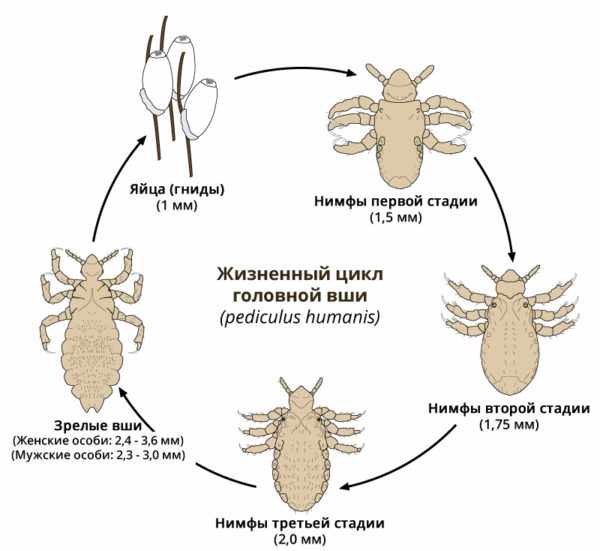 Жизненный цикл вшей