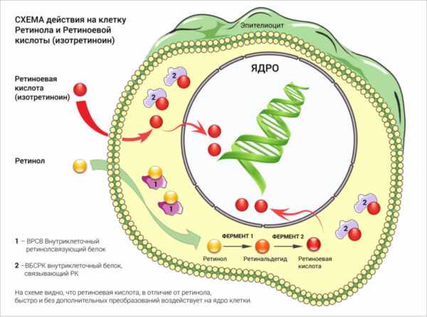 Свойства ретиноидов