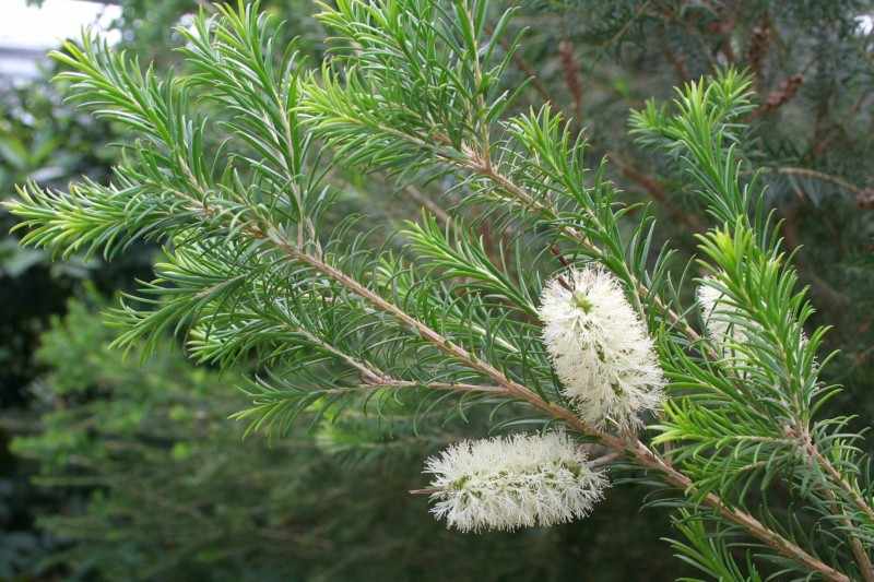 Чайное дерево Melaleuca alternifolia