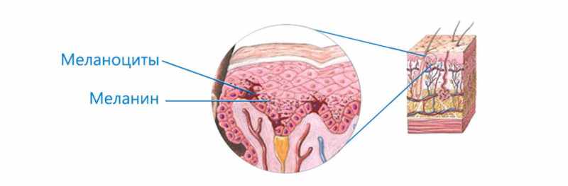 Меланоциты