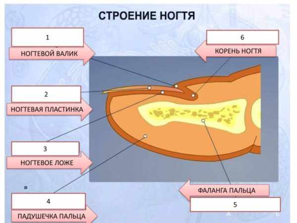 Строение ногтевой пластины