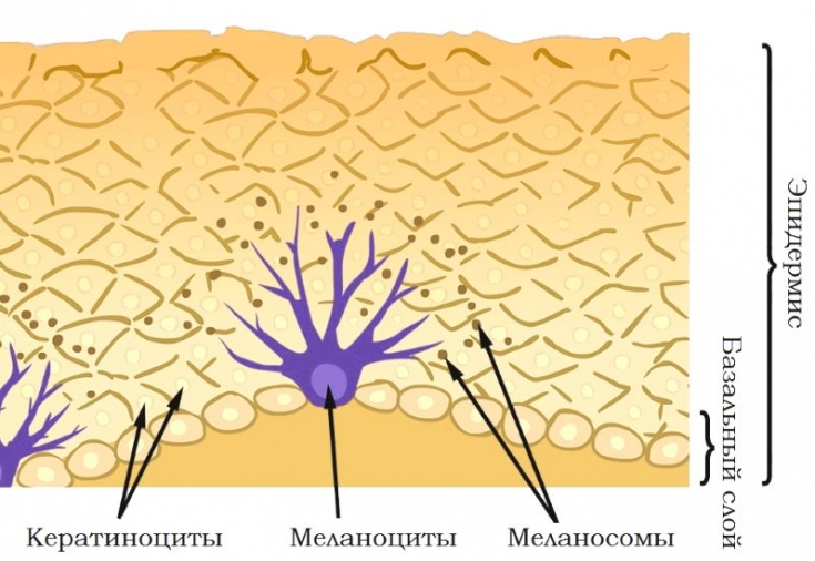 Меланоциты