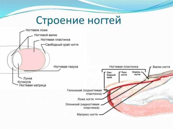 Строение ногтей