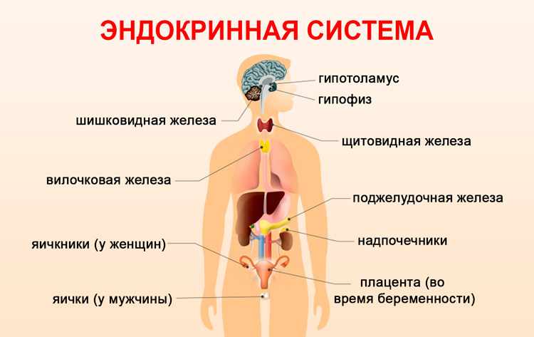 Заболевания эндокринной системы