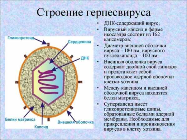 Строение вируса