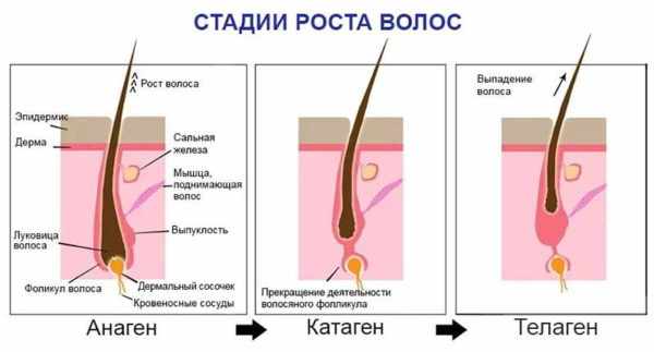 Три стадии роста волос