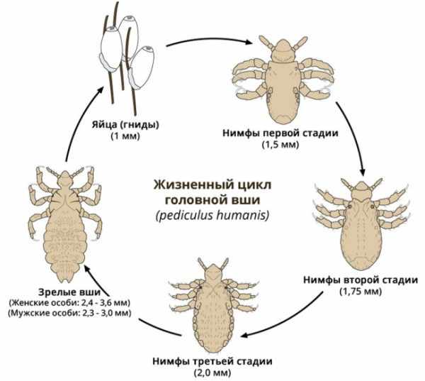 Жизненный цикл вшей