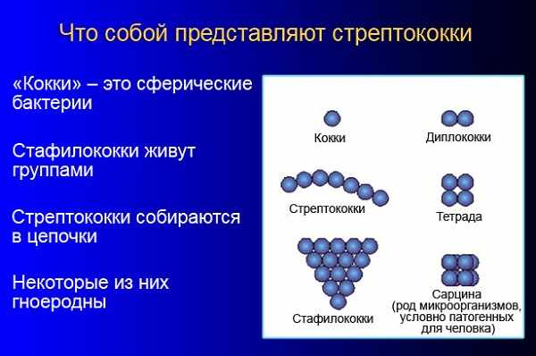 Что собой представляют стрептококки