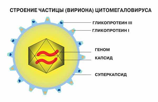 Цитомегаловирус